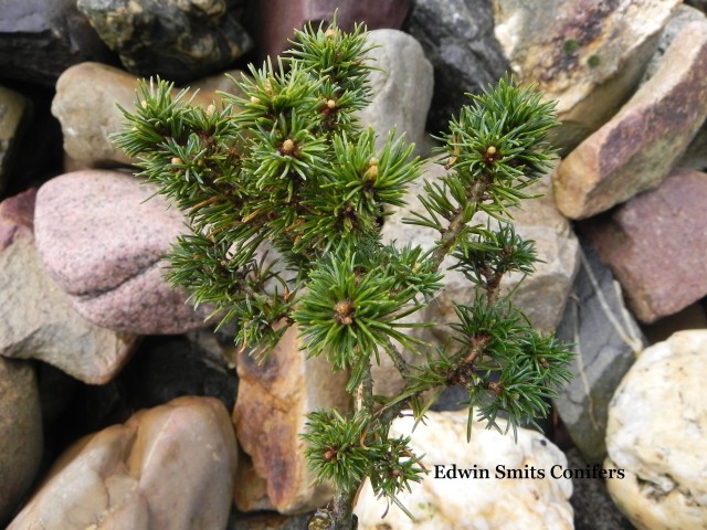 Pinus parviflora 'Ossorio'